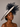 Ascot Style 23 Ivory/Navy