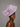 Ascot Style 50 Lilac