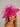 Ascot Style 60 Magenta
