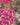 Couture Club 8GM8 Fuchsia