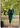 John Charles 29171A Forest Green
