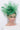 Snoxell Gwyther 2045 - Shamrock