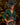 Veni Infantino 992347 Emerald